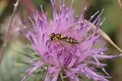 Hoverflies of the Rising Sun Country Park