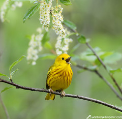 yellow warbler plumages