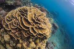 Dauin Sanctuary Corals