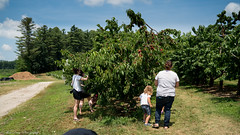 Cherries and raspberries picking at Brookdale Farm