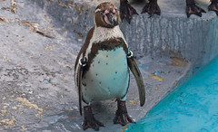 Pinguine / Penguins