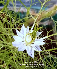 Love-in-a-Mist 2020