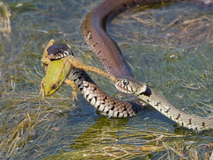 Grass snakes and frog