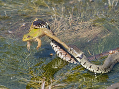 Grass snakes with marsh frog