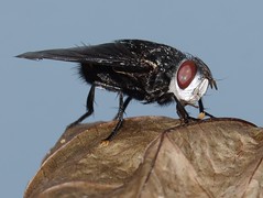 Fly Tachnidae & Syrphidae