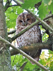 Tawny Owl Prestwood