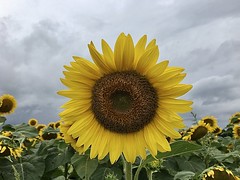Sunflowers 2019/2020