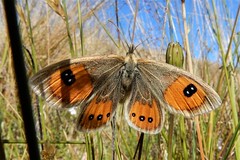 N.Z. butterflies and moths.
