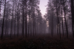 Woods at Night