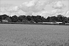 Cherry Burton Countryside in Monochrome