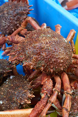 Brittany market - crab