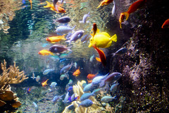 Aquarium Paris 2020