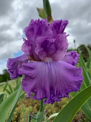 Iris Flowers.