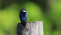 hirondelles- swallow