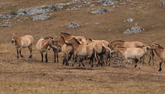 Chevaux de Przewalski (Equus przewalskii) en semi-liberté sur le Causse Méjean, Lozère, France