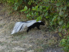 Small Skunk in Wiki's Food Bowls