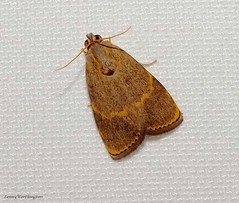 Moths of Thailand (Immidae)