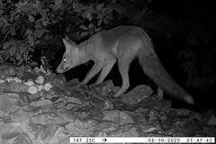 Renard roux - Red fox (Vulpes vulpes)