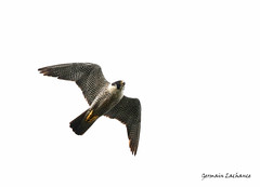 Faucon Pèllerin / Peregrine Falcon