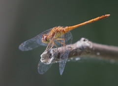 Dragonflies & Damselflies