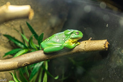 other amphibians 