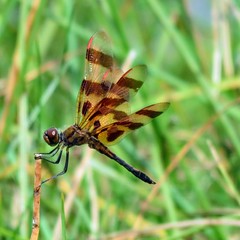 Dragonfly's 