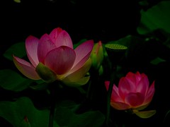 Lotus /flower 