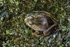 Frogs at Great Baehre Swamp Wildlife Management Area, Amherst, New York