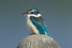Birds - Kingfisher/Kotare