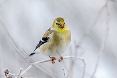 BIRDS - American Goldfinch