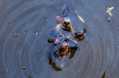 Water Beetles frenzy feeding on a small fish