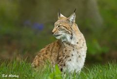 European Lynx.