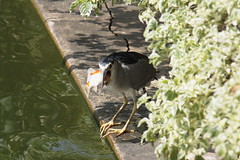 A Black-crowned Night  Heron and A Gold fish