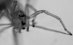 Bathroom Spider