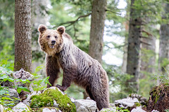 Slovenian Bears 2020