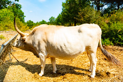 The Hungarian Grey Beef (cattle breed)