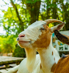 Mr Goat looks an afa Happy Chiel ....