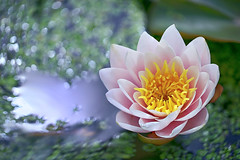 Water Lily & Lotus