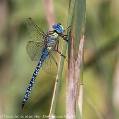 Aeschne affine - Southern migrant hawker