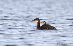 Grèbe jougris / Red-Necked Grebe