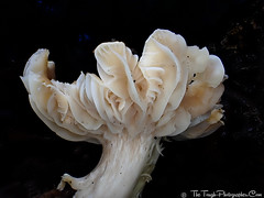 FUNGI FINDS:  PIPIROA BAY TRACK AUGUST 2020