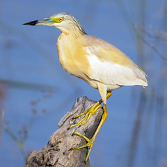 Garcilla Cangrejera (Ardeola ralloides) Squacco heron 