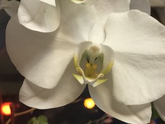 Orchids In My Kitchen