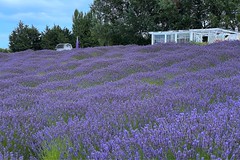 Jardin Du Soleil Lavender