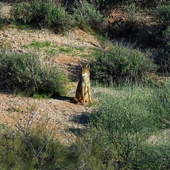 Wildlife in Tucson, AZ