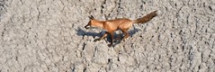 FOX PLAYGROUND, SCARBOROUGH BLUFFS ON CANADA, ACA PHOTO