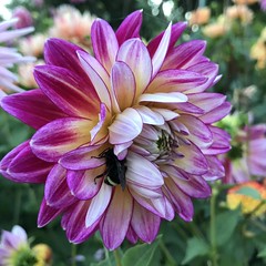 2020-0816-Dozing Bees in Dahlias
