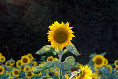 Sunflowers, Sunshowers