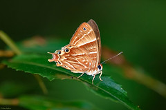 Butterflies of the World - Riodinidae: Metalmarks