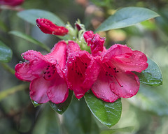 Rhododendrons of Darts Hill (photo book collection)